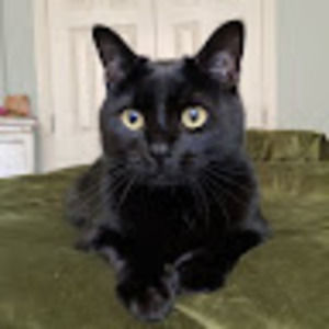 Meet your Posher, Madeline